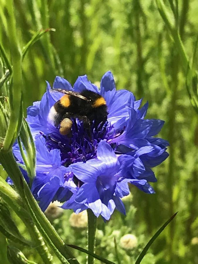De Kopstoof Bed & Breakfast Lekkerkerk Dış mekan fotoğraf