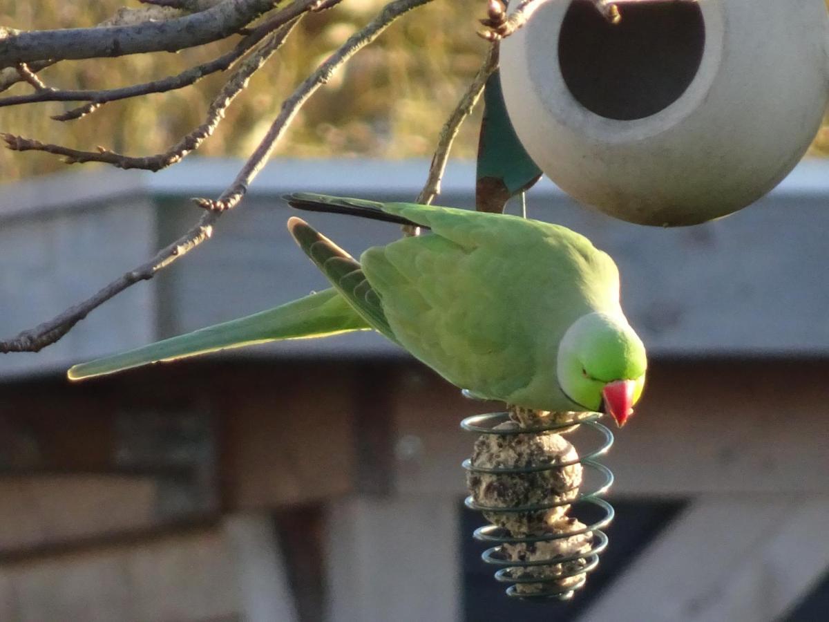 De Kopstoof Bed & Breakfast Lekkerkerk Dış mekan fotoğraf